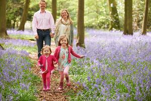 Carpets of bluebells bloom in spring at Killinthomas and at Moore Abbey