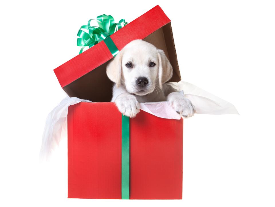 Christmas puppy in a gift box