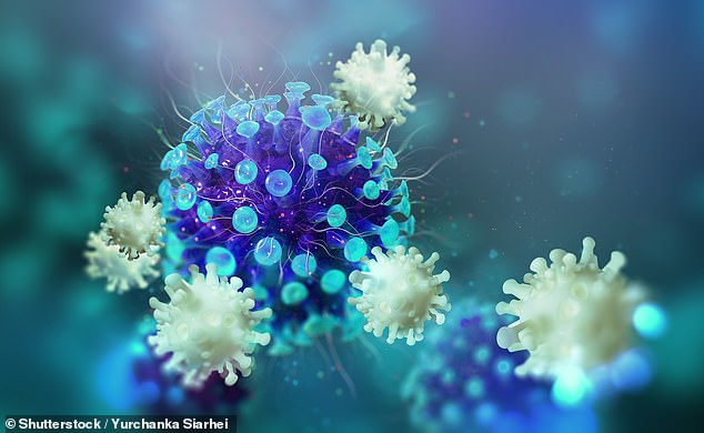 Leading immunologists said T cells - a type of white blood cell in the immune system - are produced by almost everyone infected with the coronavirus (stock)