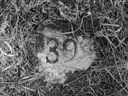 A grave marker denoting one of 72 graves at the Battleford Industrial School cemetery. The graves were excavated in 1974 by a team from the University of Saskatchewan. 